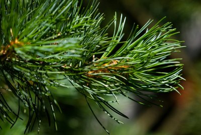 Pinus parviflora - borovice drobnokvětá - jehlice3
